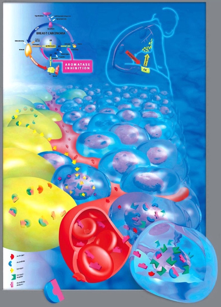 Informations-Grafik / Wissenschaftliche Illustration: Aromatase-Hemmung gegen Brustkrebs